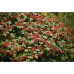 Kalina koralowa mix odmian wys. 30-40 cm don. 21 cm