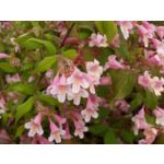 Kolkwitzia xix 30-40 cm C2