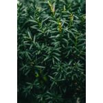 Cis Hillii wys. 20-30 cm don. 2 l