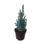 Świerk glauca Sander's Blue wys.15-20 cm śr. doniczki 17 cm