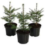 Jodła koreańska wys. 15-20 cm don. 17 cm