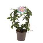 Passiflora na kole wys. 40 cm don. 12 cm