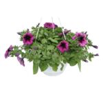 Surfinia kosz wiszący wys. 50 cm don. 19 cm