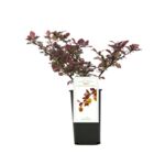 Berberys ottawski don. 9 cm