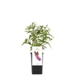 Budleja don. 9 cm