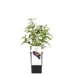 Budleja don. 9 cm