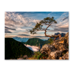 Obraz Canvas 85 x 113 cm ST700 Sokolica