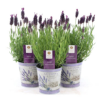 Lavandula st. 'Anouk'®-collection in Zinc wys. 10 cm don. 10,5 cm