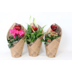 Rośliny kwitnące mix pik serce, 3 Kalanchoe, 2 Cyclamen, 1 Spathyphyllum