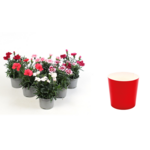 Goździk w papierowej osłonce wys. 25 cm don. 10,5 cm