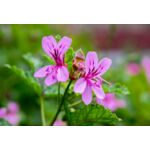Pelargonia don. 12 cm mix
