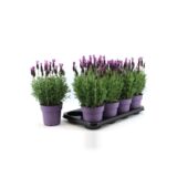 Lawenda francuska różowa 35 cm doniczka 14 cm