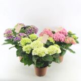 Hortensja mix 35 cm doniczka 14 cm