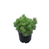 Sosna górska 20-25 cm 2 l