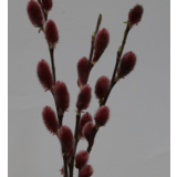 Wierzba Mount Aso 120 cm doniczka 21 cm