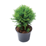 Rośliny iglaste mix odmian kulistych C2