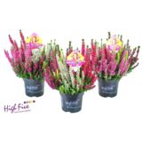 Wrzos pospolity Beauty ladies high five don. 10,5 cm wys. 15 cm