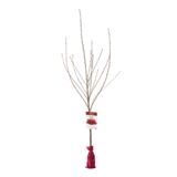 Drzewko owocowe w balocie Wiśnia wys. 160-170 cm