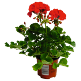 Pelargonia rabatowa wys. 30 cm don. 11 cm