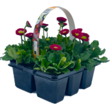 Stokrotka, 6-pak wys. 15 cm