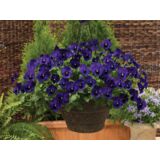 Bratek "Cool wave" w amplu, wys. 15 cm, śr.don.19 cm