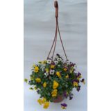 Bratek miniaturowy w amplach, wys. 15 cm, śr.don.19 cm