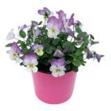 Bratek miniaturowy wys. 15 cm, don. 9 cm