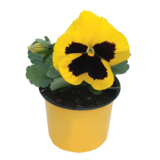 Bratek wielkokwiatowy wys. 15 cm don. 9 cm