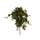 Krzewy na pniu Rarytasy mix wys. 80 cm don. 5 l