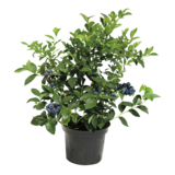 Borówka amerykańska wys. 40-50 cm  don. 2 l