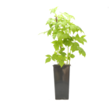 Malina czerwona 25 cm 2 l Gartenland