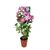 Powojnik C4 wys. 90 cm don. 18 cm mix