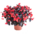 Begonia Viking wys. 30 cm don. 12 cm
