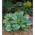 Funkia-Hosta wys. 35 cm don. 17 cm