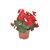 Begonia Solenia, wys. 35 cm, don. 12 cm