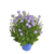 Campanula wys. 40 cm don. 17 cm