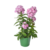 Phlox wys. 40 cm don. 17 cm