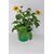 Rudbekia, wys. 40 cm, don. 17 cm