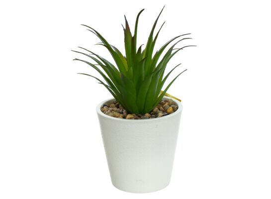 Agawa w cementowej doniczce, wys. 18 cm