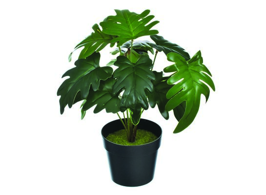 Fikus w  doniczce wys. 30 cm