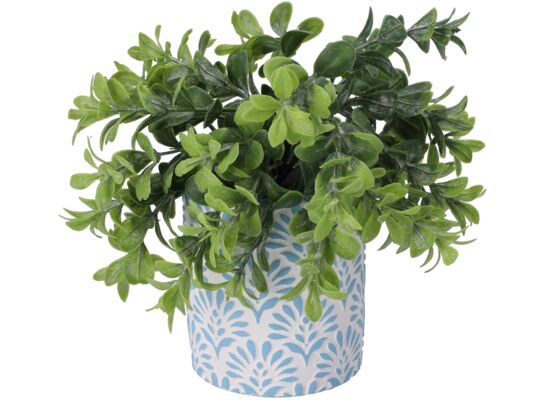 Sukulent w doniczce 23 cm mix