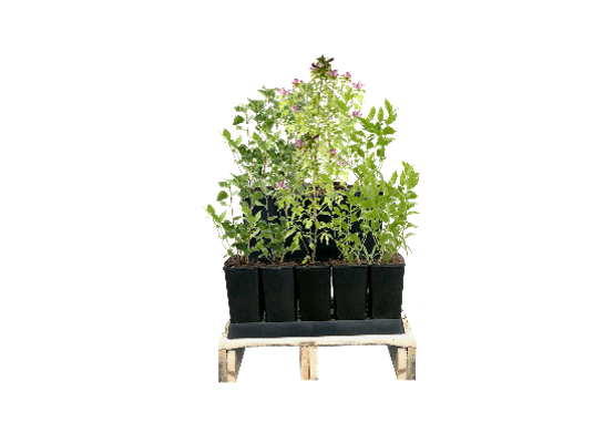 Hortensja bukietowa mix C2 wys. 20 cm
