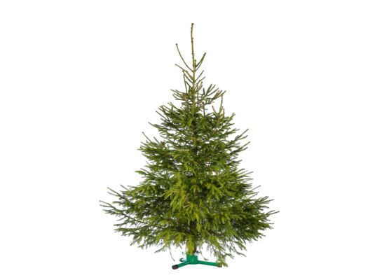 Świerk pospolity cięty 220 - 250 cm