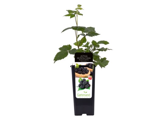 Jeżyna bezkolcowa Black Satin C2