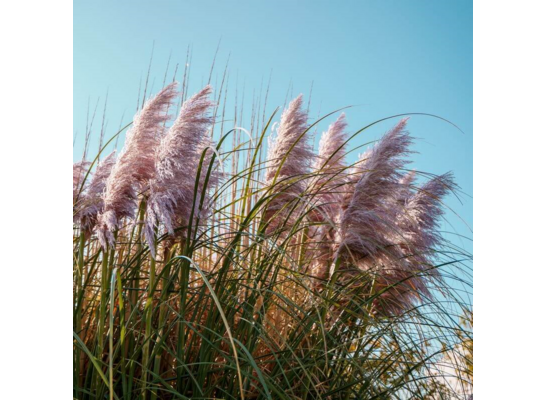 Trawa pampasowa 60 x 11 cm mix