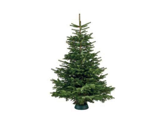 Jodła Kaukaska Natura 150 - 240 cm