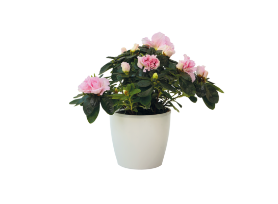 Azalia wys. 25 cm, don. 13 cm mix