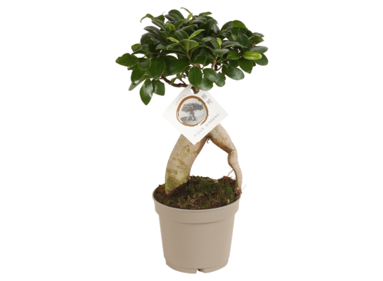 Bonsai Ficus microcarpa wys. 35 dł. 12 cm