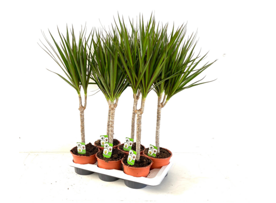 Dracena obrzeżona wys. 70 cm don. 17 cm