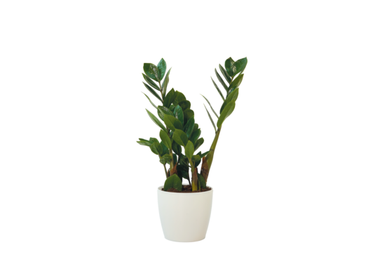 Zamiokulkas 40 cm doniczka 12 cm